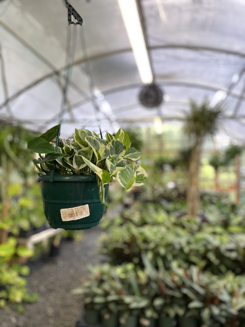 3 cosas que un taller sobre plantas me enseñó sobre la&nbsp;vida